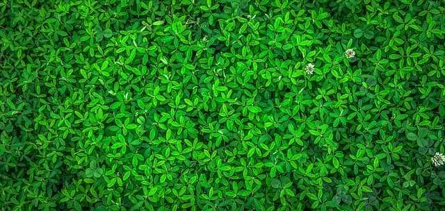 Top Eco-Friendly Paint Options for Your Home